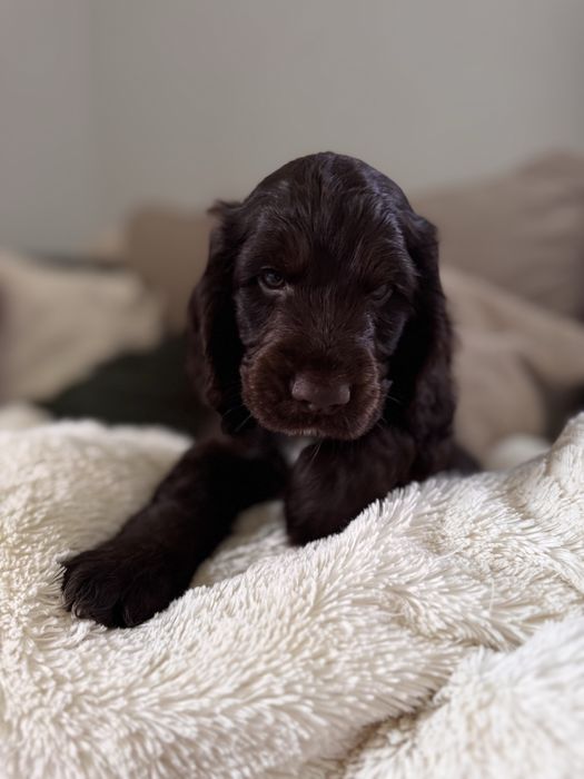 POMELO - Cocker Spaniel Angielski REZERWACJA