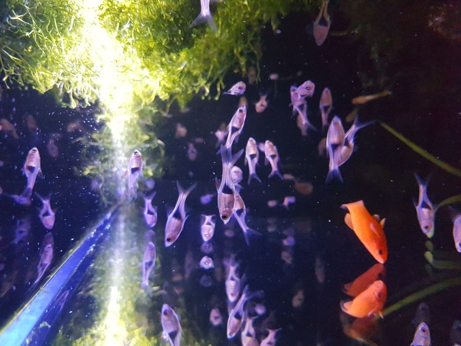 Razbora klinowa ok 2cm