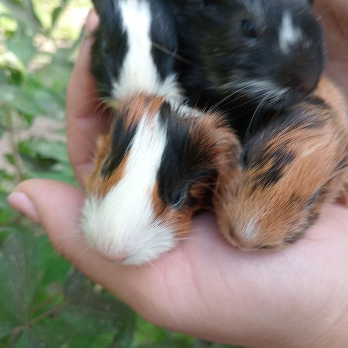 Морські свинки маленькі пухнастики,морские свинки