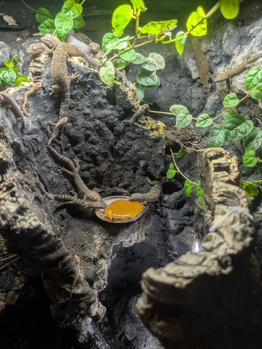 Gekony płaczące - dorosłe i maluchy