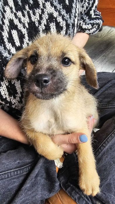 Irys- 2 msc szczeniak do adopcji