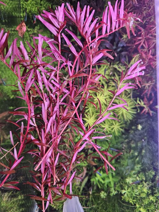 Rotala Rotundifolia 'Blood Red'