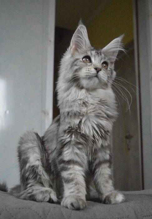 Vip кошенятка Мейн-кун із відомого розплідника Bartalameo