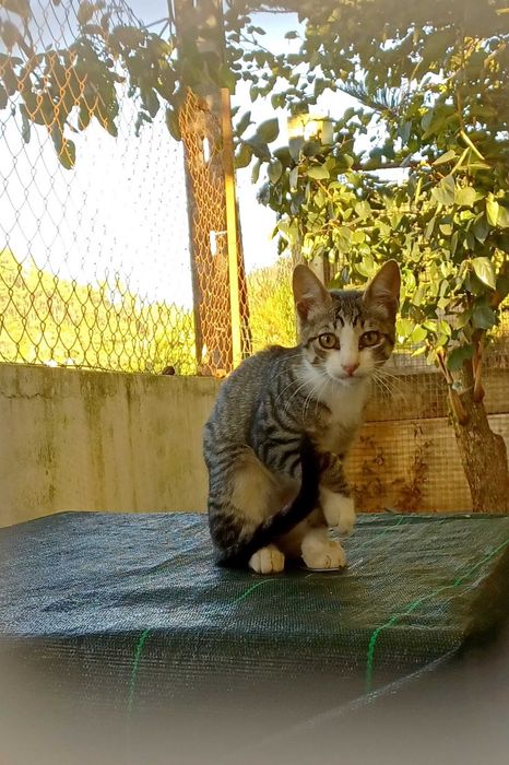 Gatinhos para adoção responsável