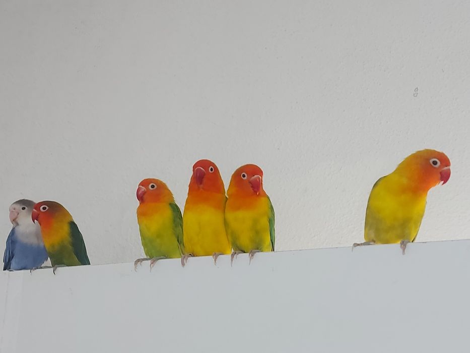 Vendo Agapornis Fischers Opalino.