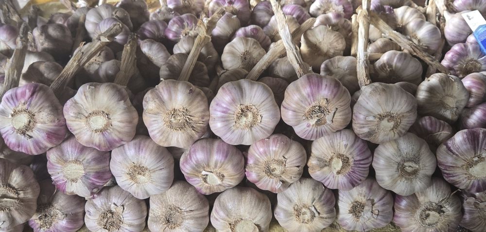 Czosnek polski HARNAŚ 5,5-6cm