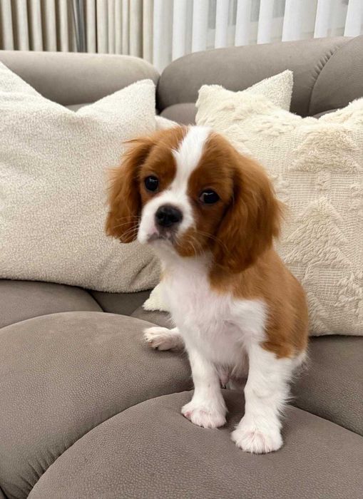 Szczeniak Samiec Cavalier King Charles Spaniel Do Odbioru