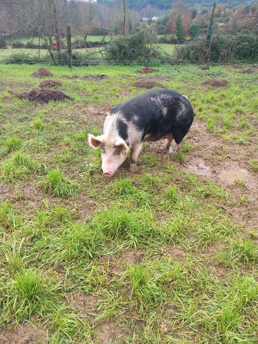 Vendo porca para abate