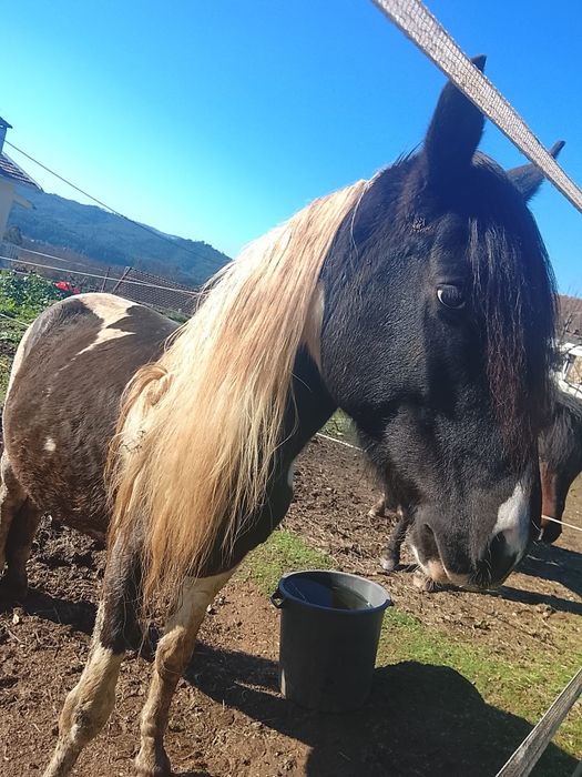 Cavalo macho de raça Pampa Brasileiro