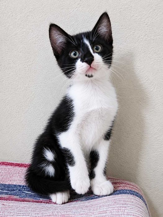 MACHO | Gatinho disponível para Adoção Responsável