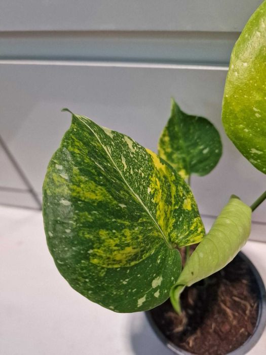 Monstera Thai Tricolor Miracle