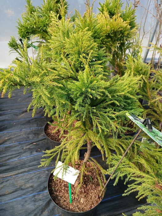 Kryptomeria japońska