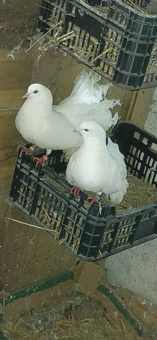 Sprzedam golembie