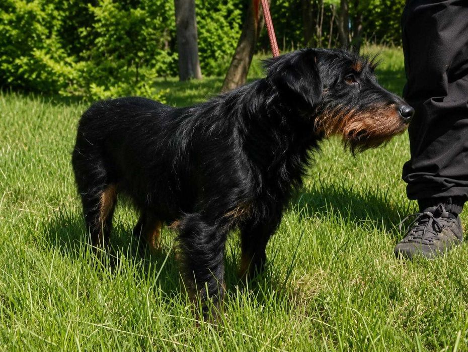 Psiak w typie teriera, o niezwykłej urodzie i dużej pewności siebie do adopcji. Dom dla Cydra poszukiwany