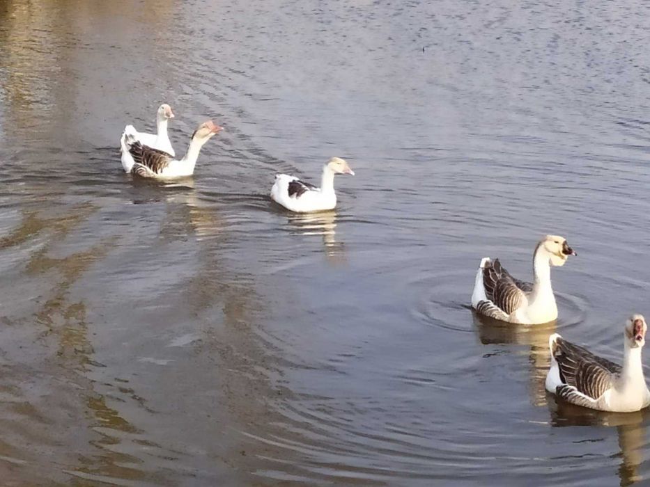 Продам инкубационные яйца гусей.