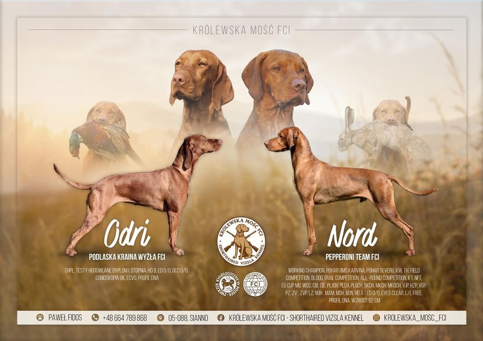 Wyżeł Węgierski - zapowiedź miotu ZKwP FCI