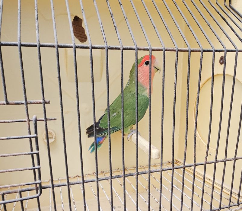 Agapornis rosicollir