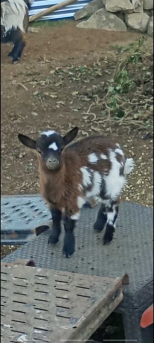 Minitura cabrito