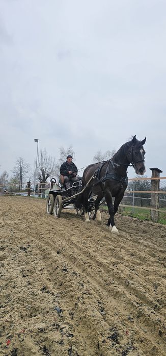 Klacz Śląska Adel