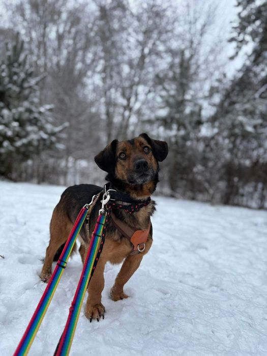 Przeuroczy Bert, który uczy się ufać