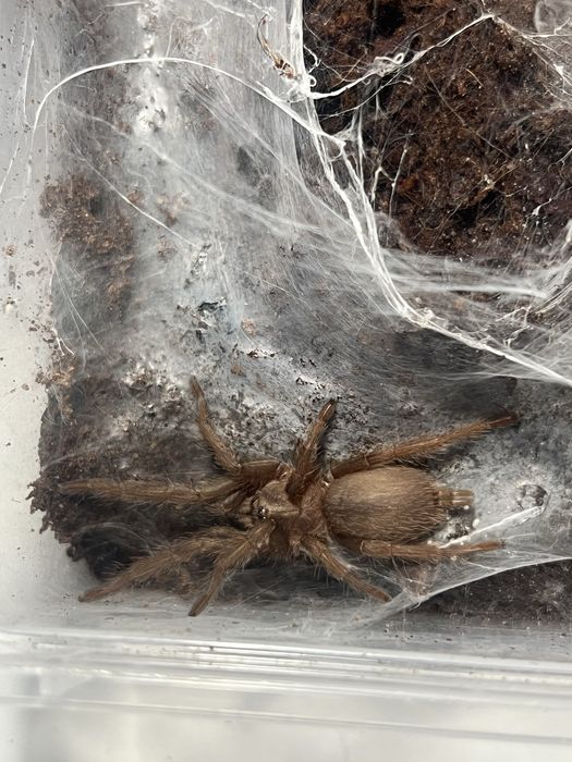 Chilobrahys sp vietnam blue 2,5 dc ns