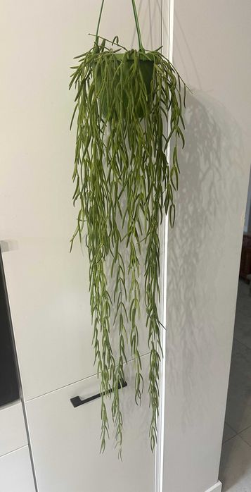 Hoya Linearis ze zdjęcia, dł. ok 110 cm, długa