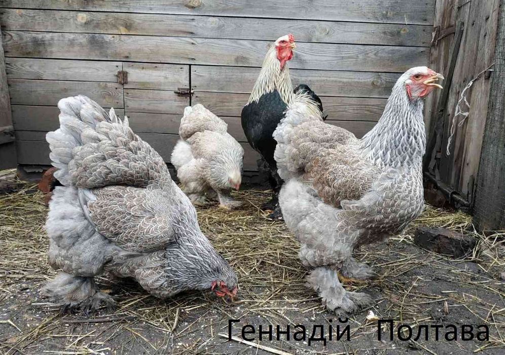 Кури породи брама - інкубаційне яйце.