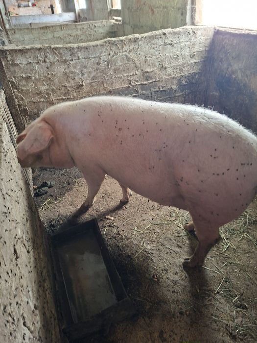 ПродамСвині живим вєсом