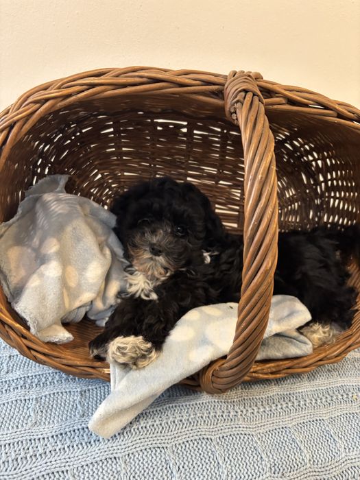 Maltipoo - rozmiar S,  piesek gotowy do odbioru