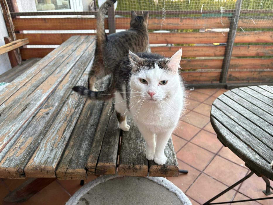 Piękna koteczka do adopcji