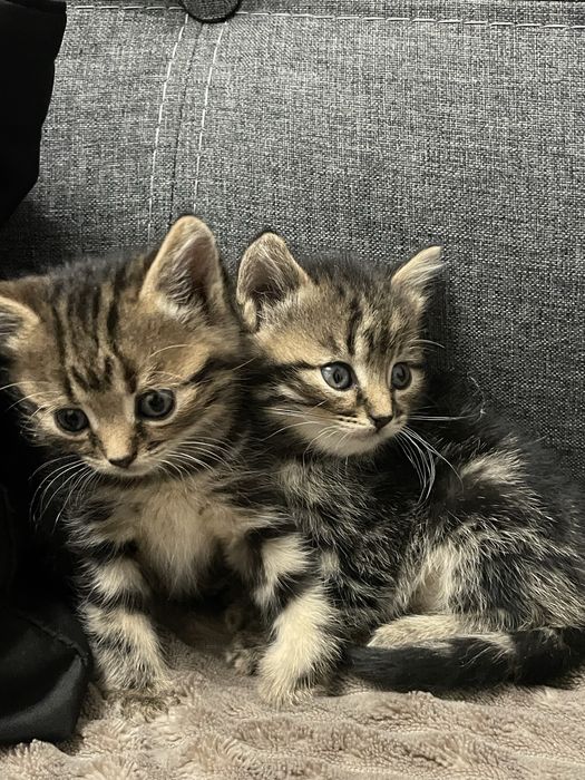 Віддам кошенят в добрі руки