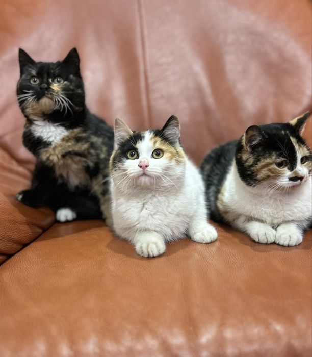 Кошенята в добрі руки