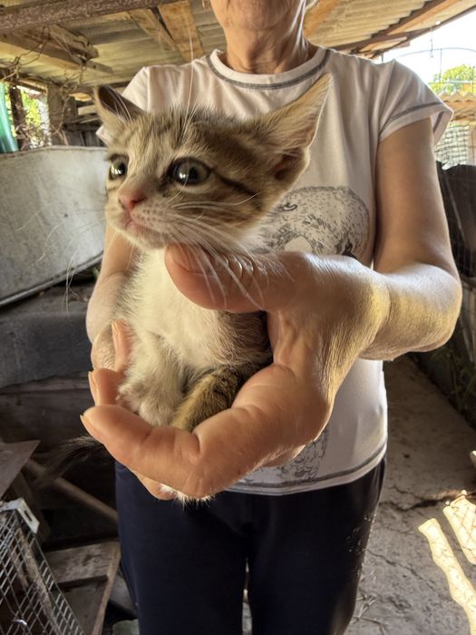 Віддам у добрі руки малюків