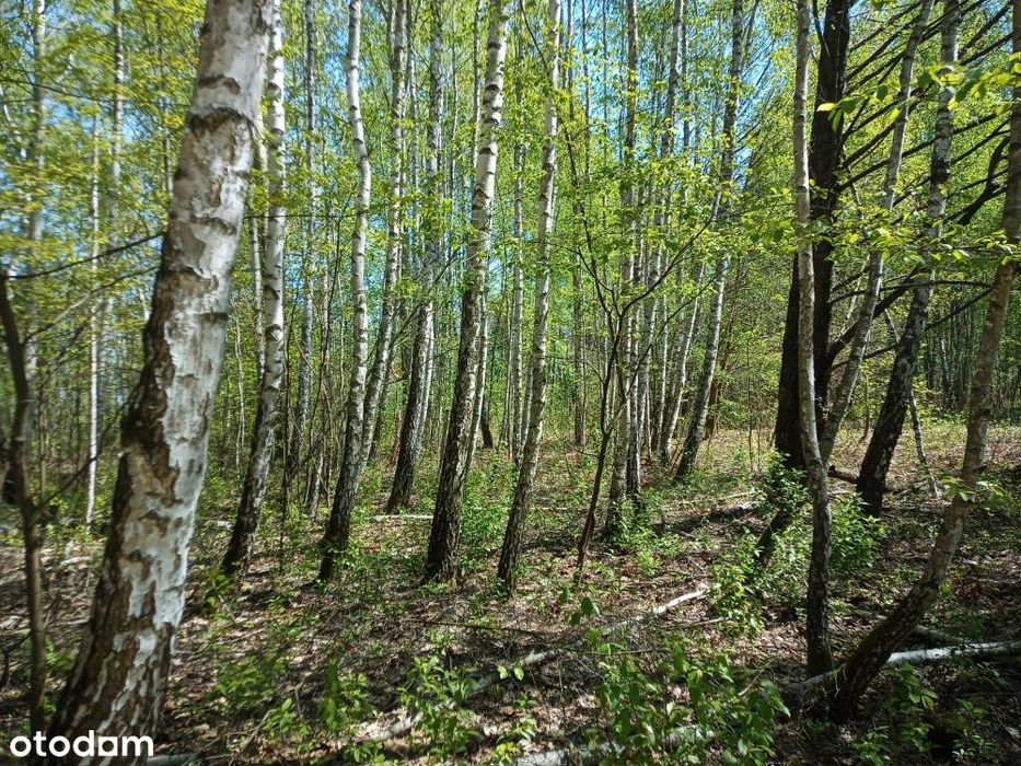 Działka budowlana 2300 m² | Grabina (gmina Chynów) | Bezpośrednio - Widok 3