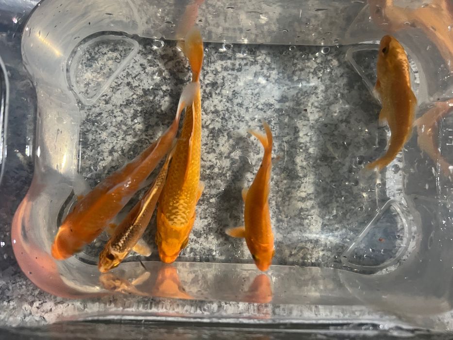 Carpas koi.