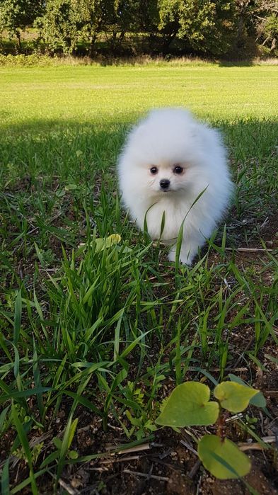 Spitz Anão (Lulu de pomerania] Fêmea Branca Miniatura