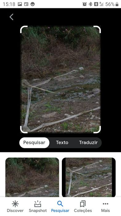 Rede proteção  pássaros