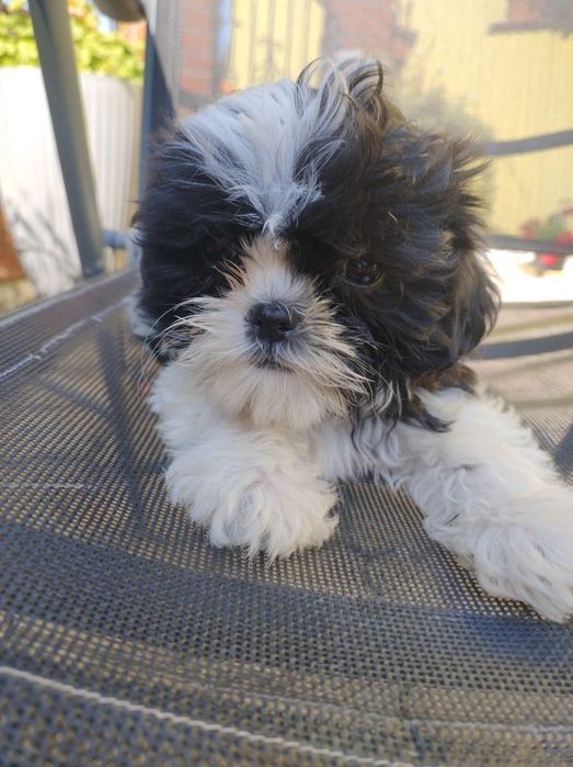 Sprzedam Sunie SHIH. TZU