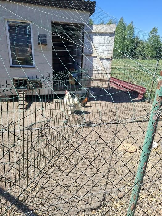 Kury ozdobne kochin i brahma