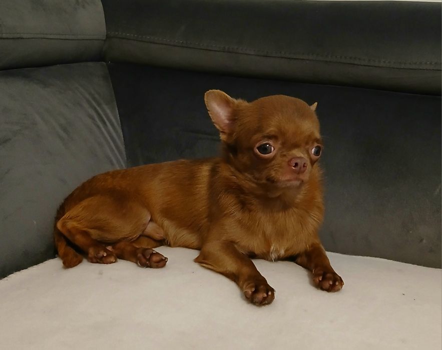 Piesek chihuahua