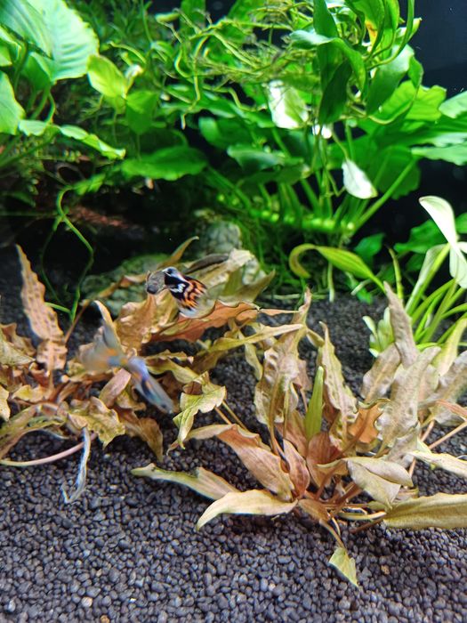 Gupiki endlera gupiki