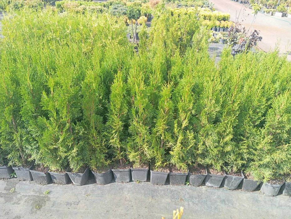 Thuja smaragd 90-100 cm doniczka - 10 zł