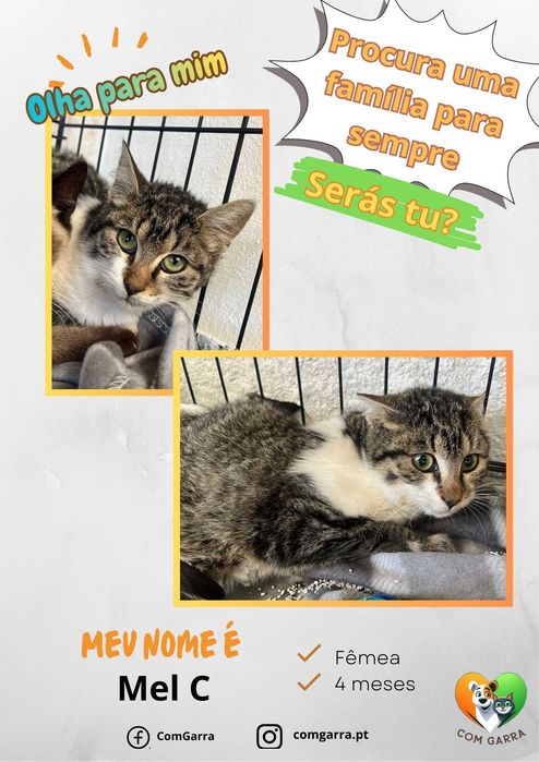 Gatinhos bebés é espera de um lar