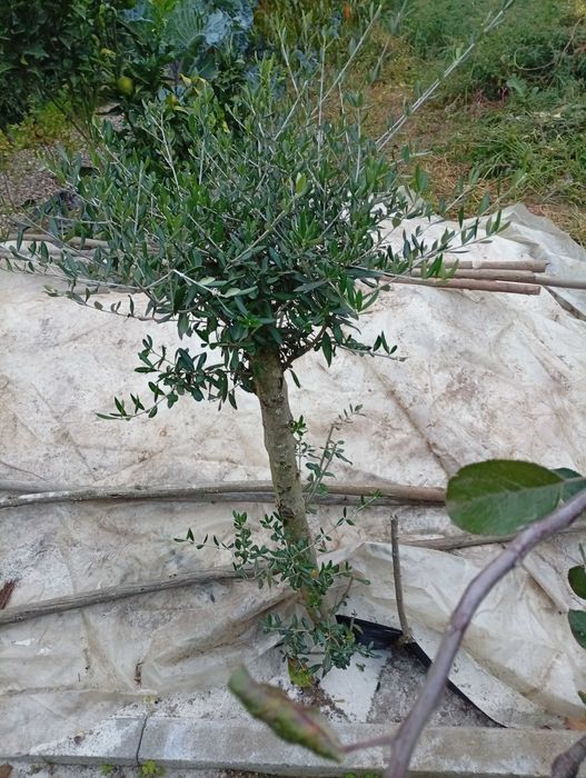 2 Oliveiras  já com alguns anos