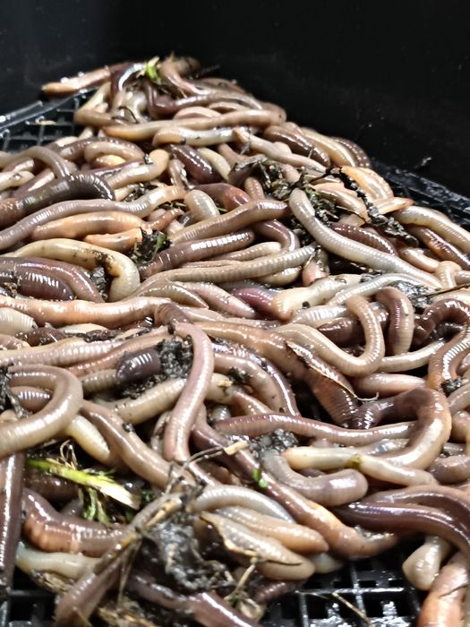 Rosówka premium XXL wkład termiczny