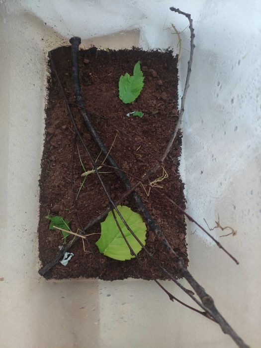 Oddam za darmo młode patyczaki
