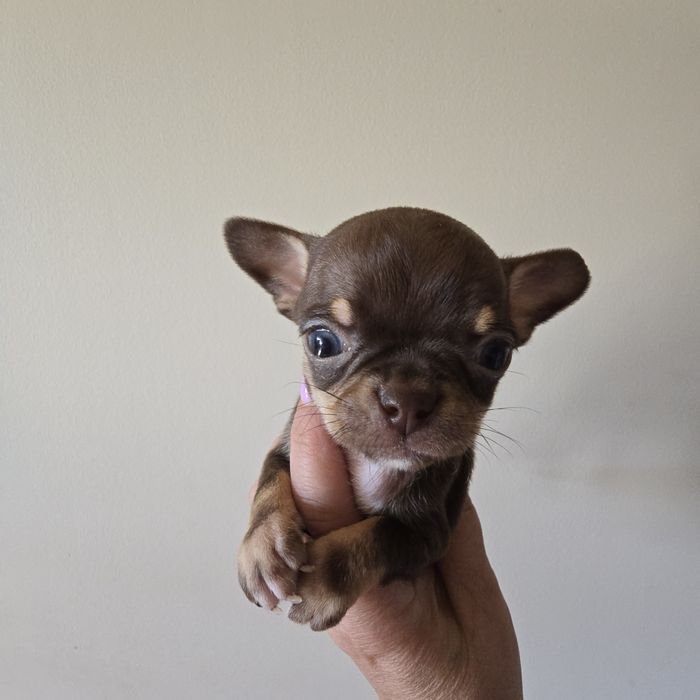 Chihuahua  suczka czekoladowa mini kruszynka