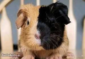 Coelhos anões meigos desparasitados e vacinados