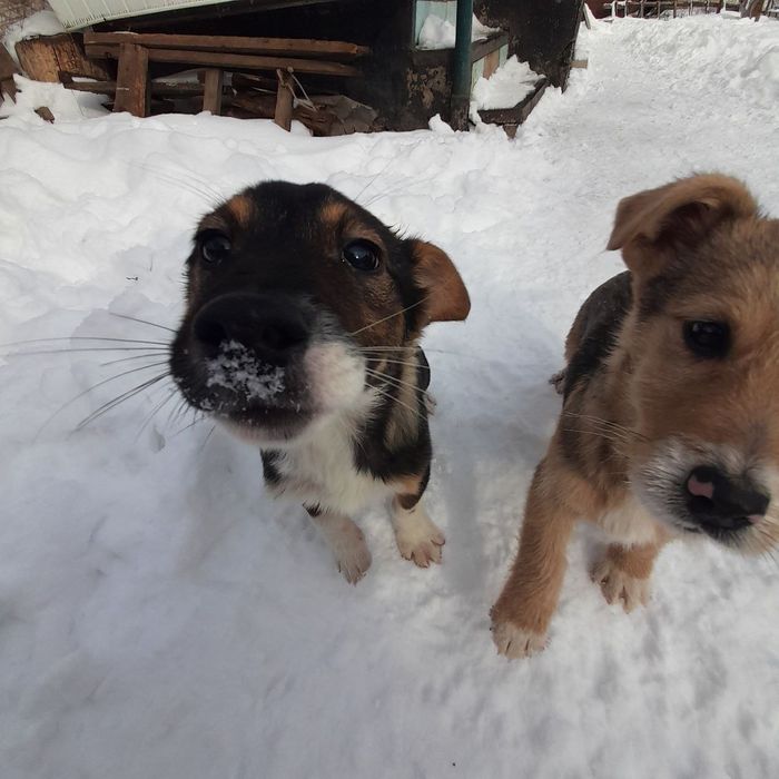 Цуценята в добрі руки