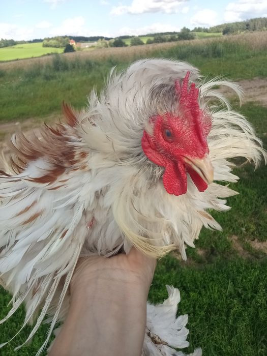 Drób ozdobny gęsie biegusy kochin Czubatka